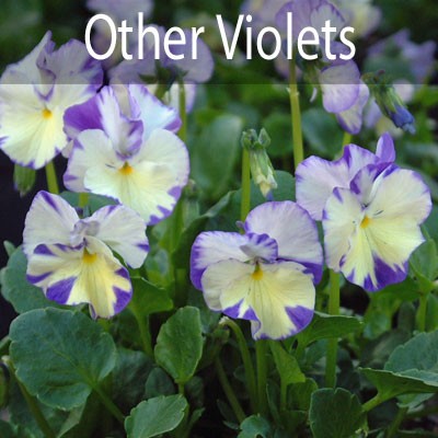 Other Violets