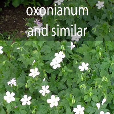 G.oxonianum and similar