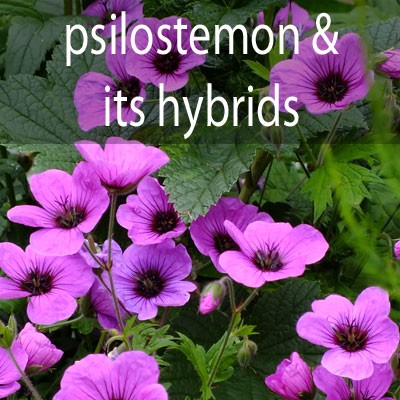 G.psilostemon and hybrids