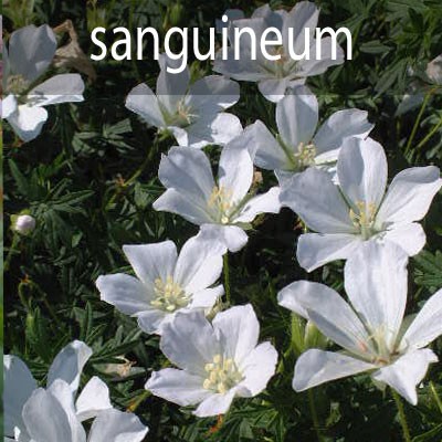 G.sanguineum