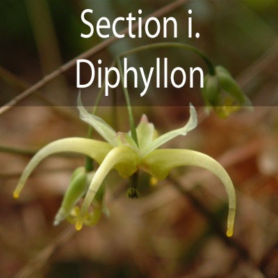 Section i - Diphyllon