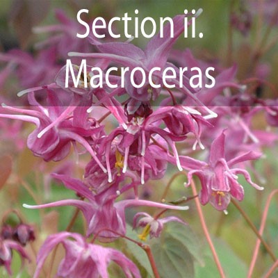 Section ii - Macroceras