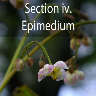 Section iv - Epimedium