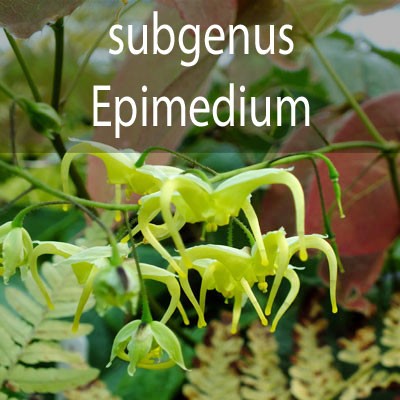 Subgenus - Epimedium