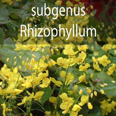 Subgenus - Rhizophyllum