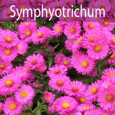 Symphyotrichum