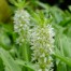 Eucomis zamesiaca