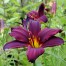 Hemerocallis 'American Revolution'