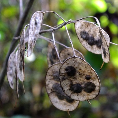 Lunaria seeds - Honesty