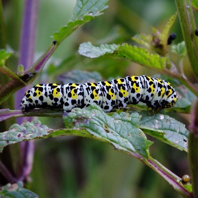 Verbascum moth on Figwort