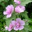 x Alcalthaea suffrutescens 'Parkrondell'
