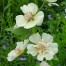x Alcalthaea suffrutescens 'Parkallee'