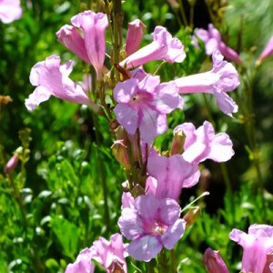 Incarvillea olgae