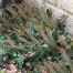 Blechnum penna-marina
