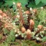 Polystichum setiferum Divisilobum Group