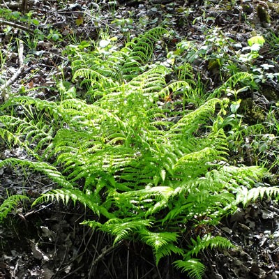 Athyrium filix-femina (female fern)