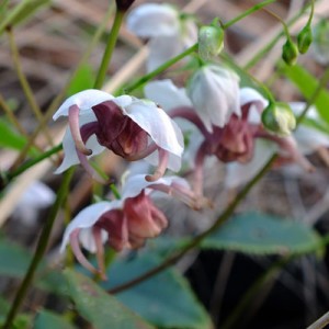 Epimedium epsteinii