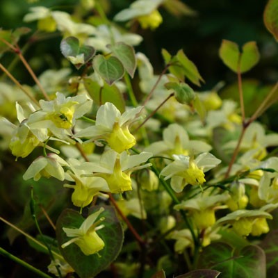 Epimedium x versicolor ‘Sulphureum’