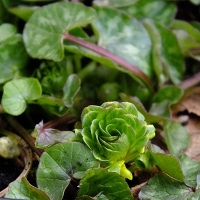 Ficaria verna ‘Green Petal’ (Ranunculus ficaria)