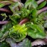 Ficaria verna ‘Green Petal’ (Ranunculus ficaria)