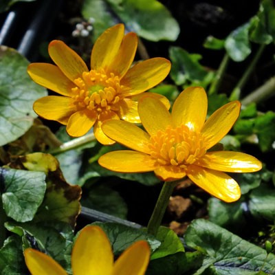 Ficaria verna Aurantiaca Group (Ranunculus ficaria)