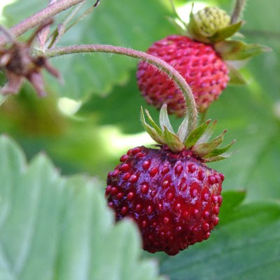 Fragaria vesca (wild strawberry)