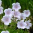 Geranium himalayense ‘Derrick Cook’