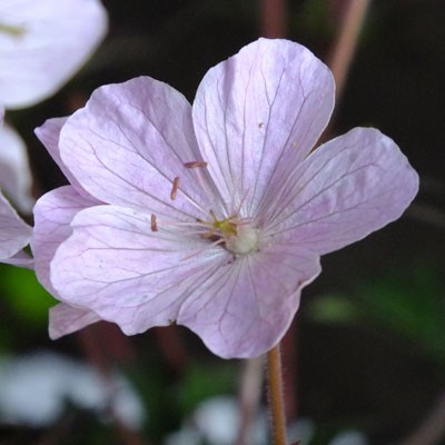 Geranium pratense ‘Marshmallow’
