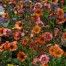 Geum ‘Hilltop Beacon’