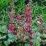 Heuchera ‘Paris’