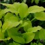 Hosta ‘Wogon’s Boy’