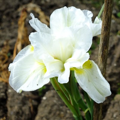 Iris ‘Butter and Sugar’ (sibirica)