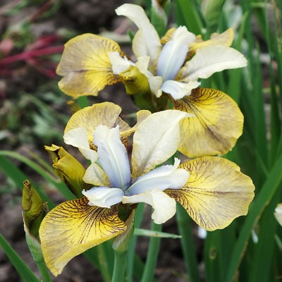 Iris ‘Here Be Dragons’ (sibirica)