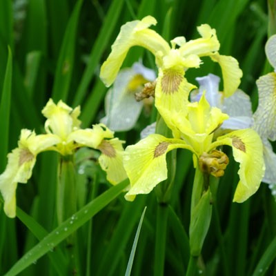 Iris pseudacorus ‘Krill’