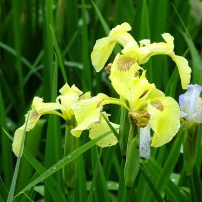 Iris pseudacorus ‘Krill’