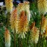 Kniphofia ‘Tawny King’