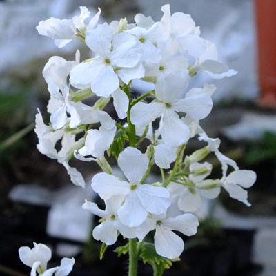 Lunaria annua var albiflora ‘Alba Variegata’