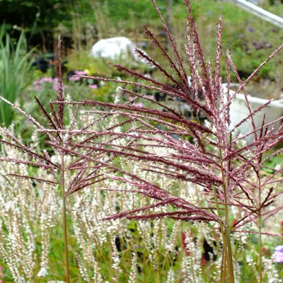 Miscanthus sinensis ‘Ferner Osten’