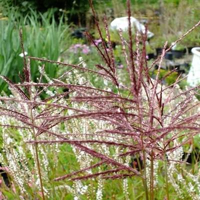 Miscanthus sinensis ‘Ferner Osten’