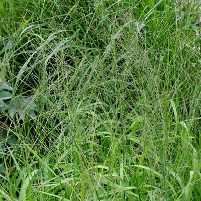 Molinia caerulea subsp. arundinacea ‘Transparent’