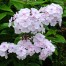 Phlox paniculata ‘Monica Lynden-Bell’