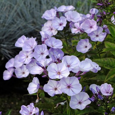 Phlox paniculata Younique Old Blue