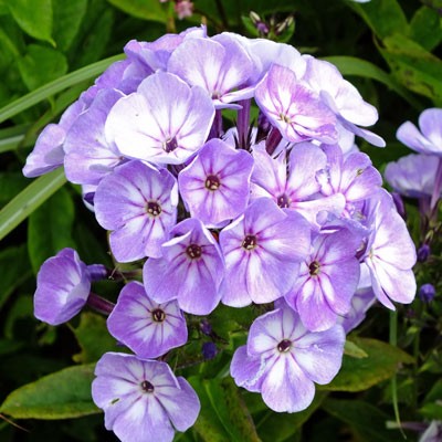 Phlox paniculata Younique Old Blue