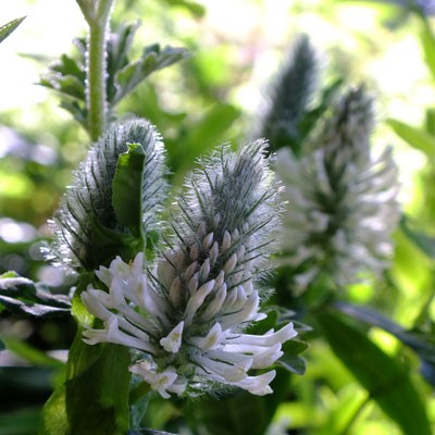 Trifolium rubens f. album ‘Frosty Feathers’