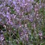 Verbena officinalis var. grandiflora ‘Bampton’