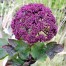 Angelica gigas