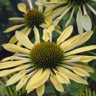 Echinacea ‘Mellow Yellows’