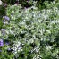 Eryngium giganteum 'Silver Ghost'