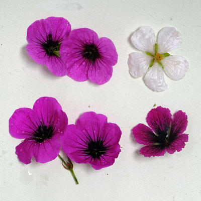 Geranium psilostemon flowers