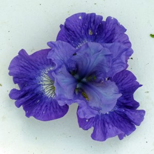 Iris 'Blueberry Fair'